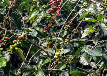 Conab estima queda na produção de café com 51,8 milhões de sacas este ano