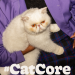 #CatCore