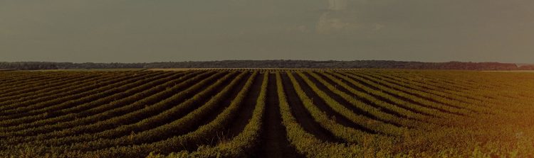 Estresse climático é desafio para produtores agrícolas em todo o Brasil