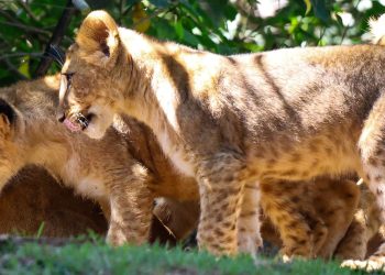 Ursinha polar e filhotes de leão são atrações em Aquário e Zoo de SP
