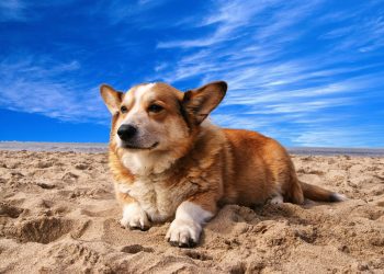 Alternativas para melhorar a saúde de pets muito acima do peso