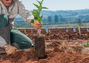 Empréstimo ‘verde’ está atrelado aos Compromissos ESG 2030 da Citrosuco (Imagem: Citrosuc