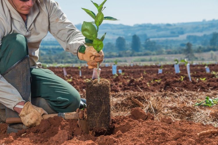 Empréstimo ‘verde’ está atrelado aos Compromissos ESG 2030 da Citrosuco (Imagem: Citrosuc