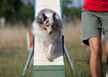 Créditos: Divulgação Royal Canin
