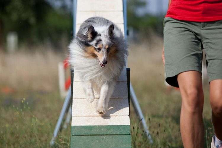 Créditos: Divulgação Royal Canin