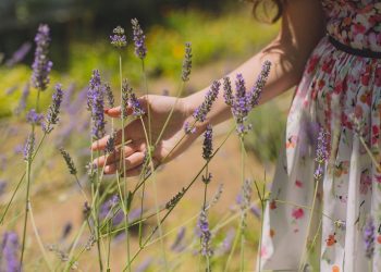 Como usar perfume de lavanda e trazer mais calma e elegância para o seu dia