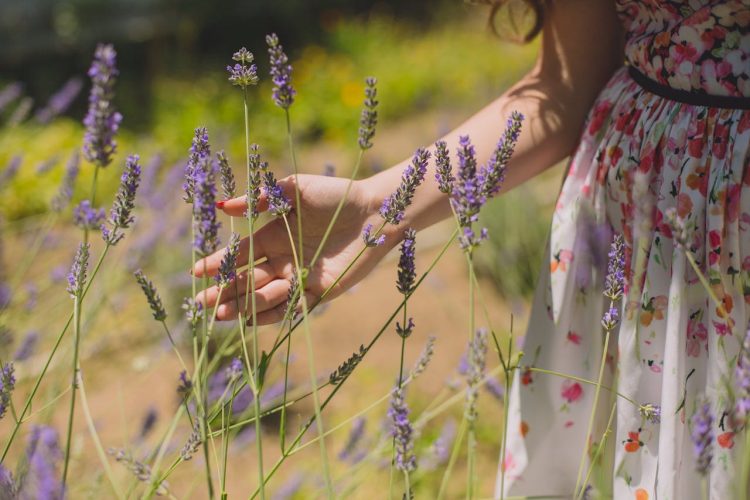 Como usar perfume de lavanda e trazer mais calma e elegância para o seu dia