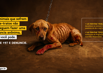 CLDF lança campanha “Pets 2025” para conscientizar população sobre maus-tratos e guarda responsável