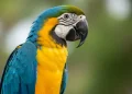 Mercado legal de animais silvestres no Brasil: Panorama completo