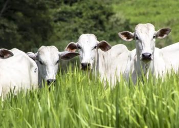 Seca desafia pecuaristas no Nordeste e Centro-Oeste, e tecnologia ajuda a manter pastagens produtivas mesmo em condições adversas