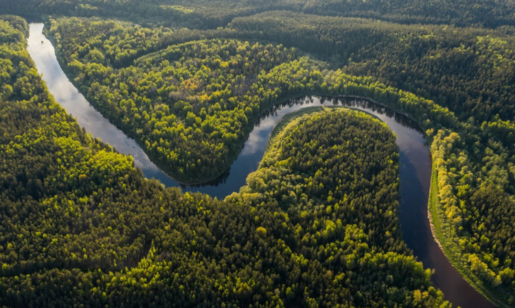 Agência de comunicação promove webinar gratuito para jornalistas que vão cobrir a COP30