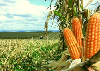 Biotecnologia impulsiona produtividade do milho no Brasil e fortalece a sustentabilidade da cadeia do agro