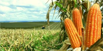 Biotecnologia impulsiona produtividade do milho no Brasil e fortalece a sustentabilidade da cadeia do agro