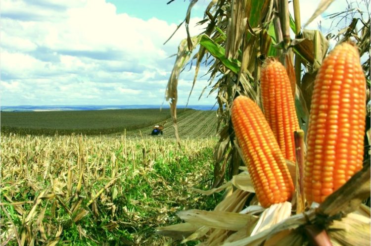 Biotecnologia impulsiona produtividade do milho no Brasil e fortalece a sustentabilidade da cadeia do agro