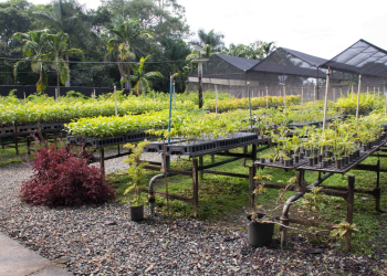 Ambev chega a marca de 3 milhões de árvores plantadas em áreas de estresse hídrico