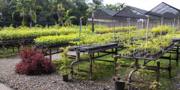 Ambev chega a marca de 3 milhões de árvores plantadas em áreas de estresse hídrico