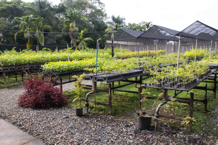 Ambev chega a marca de 3 milhões de árvores plantadas em áreas de estresse hídrico