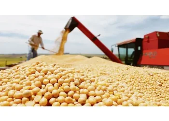 Exportação de soja registra alta de 12,5% na média diária do mês