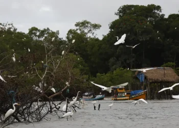 Combate a crimes de fronteira na Amazônia