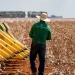 juros altos no campo