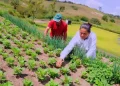 Pequenos produtores