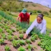 Pequenos produtores