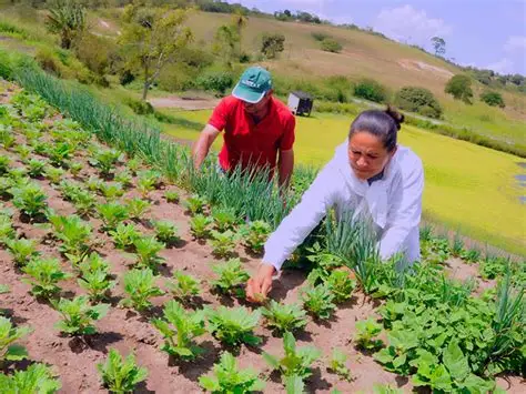 Pequenos produtores