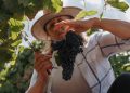 Uruguay Wine amplia presença no Brasil com participação histórica na ProWine São Paulo