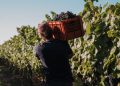 Uruguay Wine amplia presença no Brasil com participação histórica na ProWine São Paulo