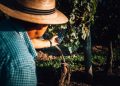 Uruguay Wine amplia presença no Brasil com participação histórica na ProWine São Paulo